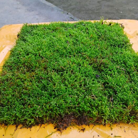 遵义各种苔藓