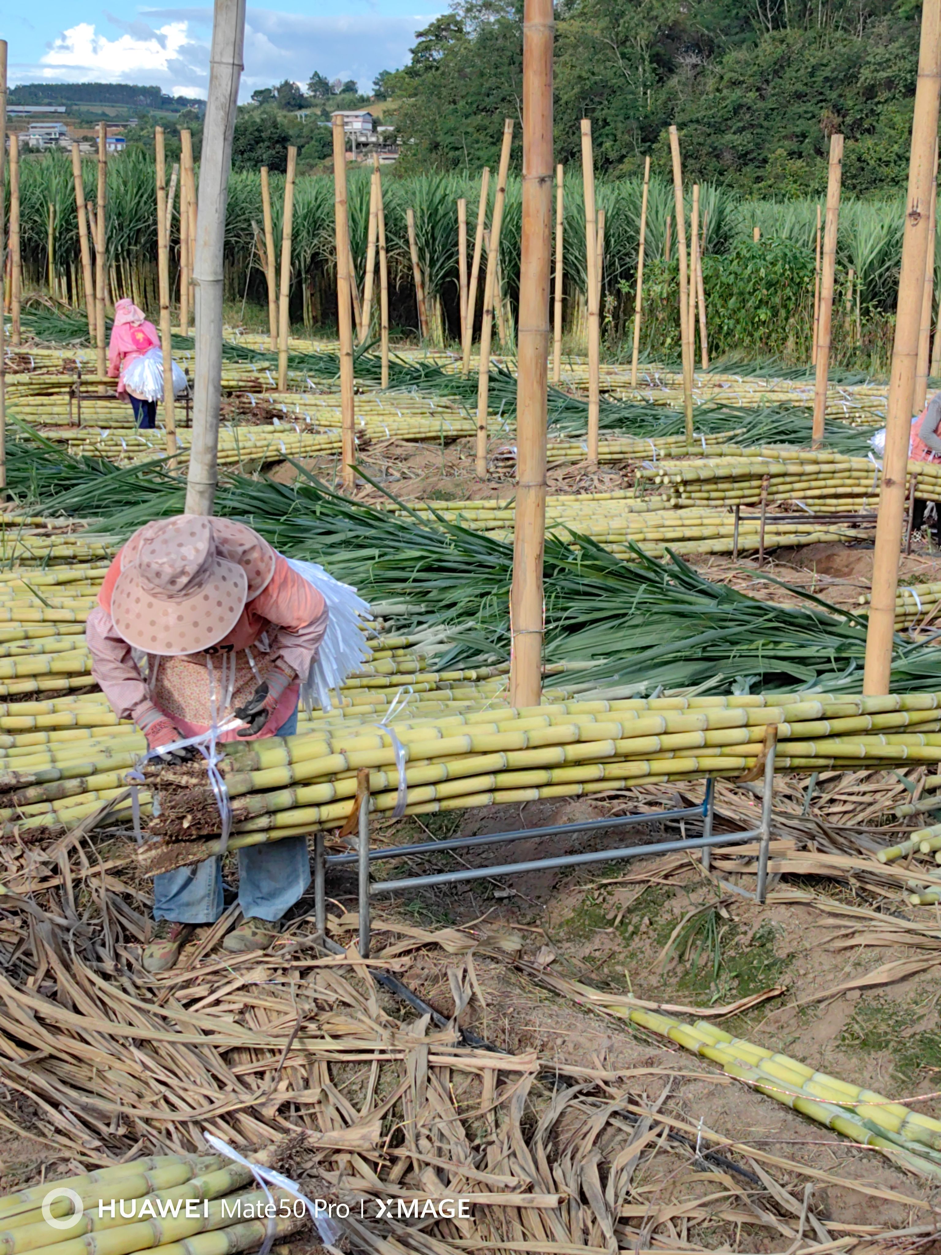 云南黄金甘蔗自运营与科学培育汁多味美，质量保证，后期货