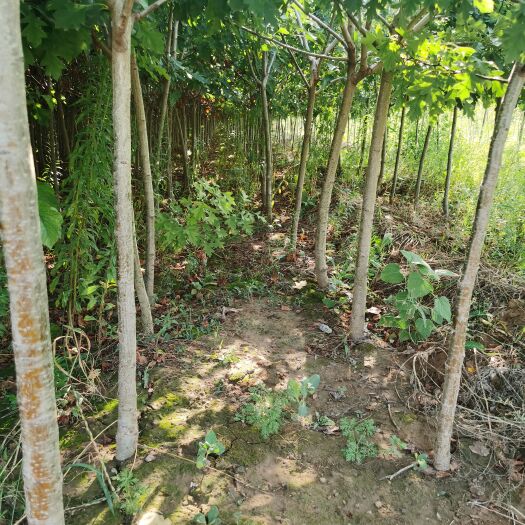 绛县0.8—4公分山楂苗