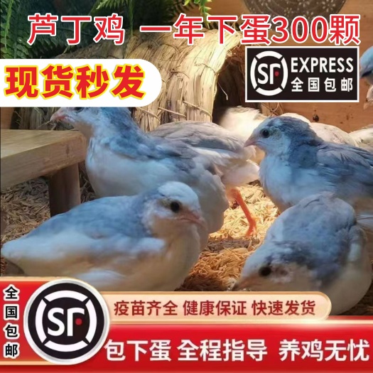 常德顺丰包邮！芦丁鸡活物宠物观赏小鸡德系迷你鸡产蛋王包损到家