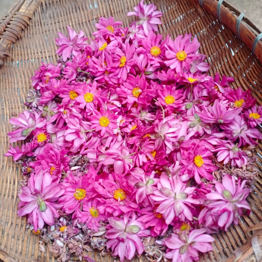 红棉花