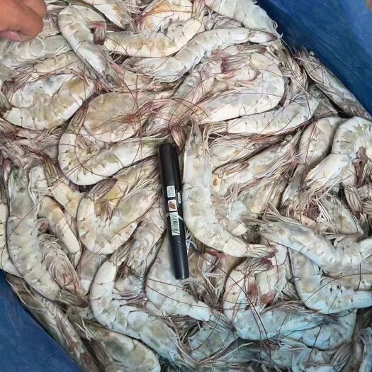 济南精品 有信   大板南美对虾