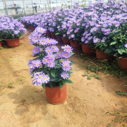 青州市紫菀，高山紫菀，小杯苗大杯苗，常年有货，一二年生花卉