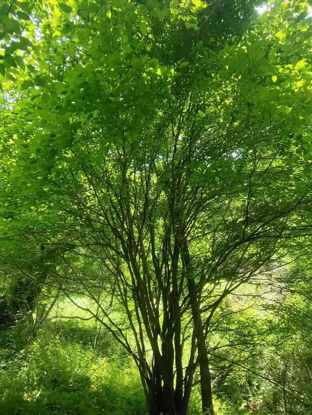 茶条槭