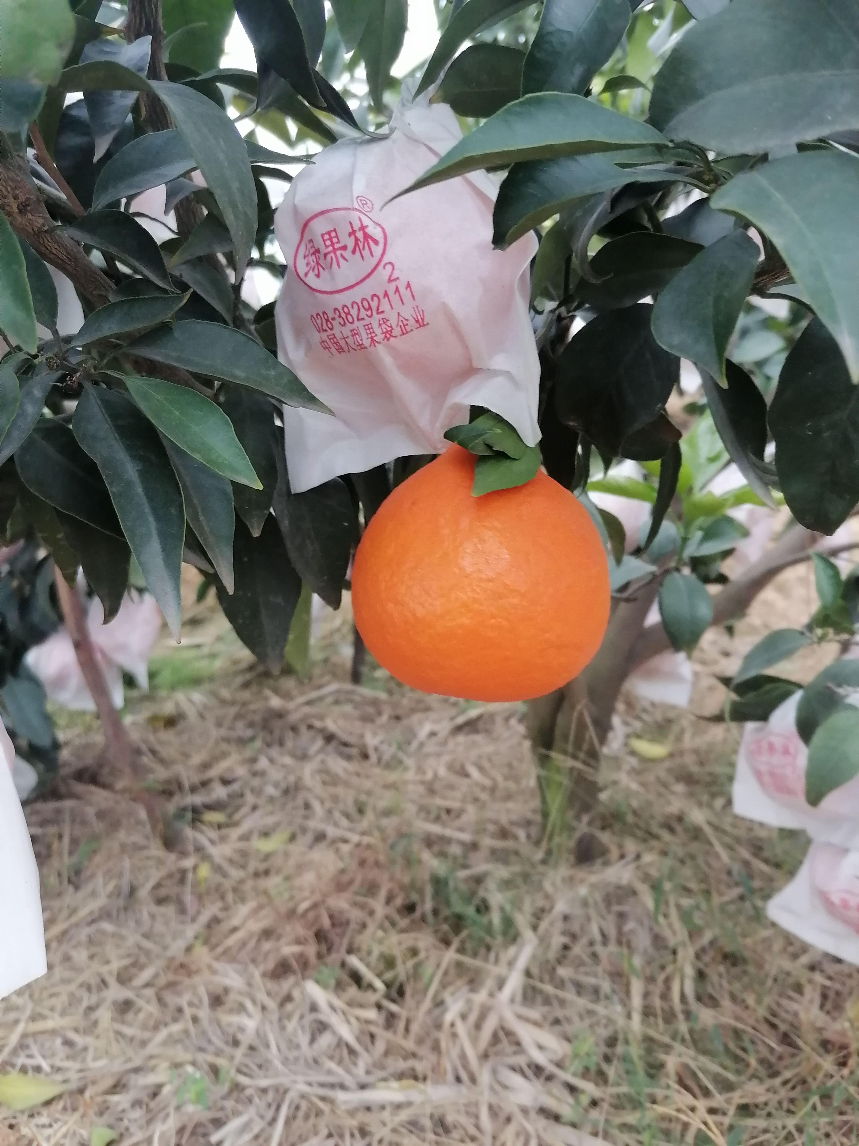 爱媛38号柑桔 爱媛38大量批发代办