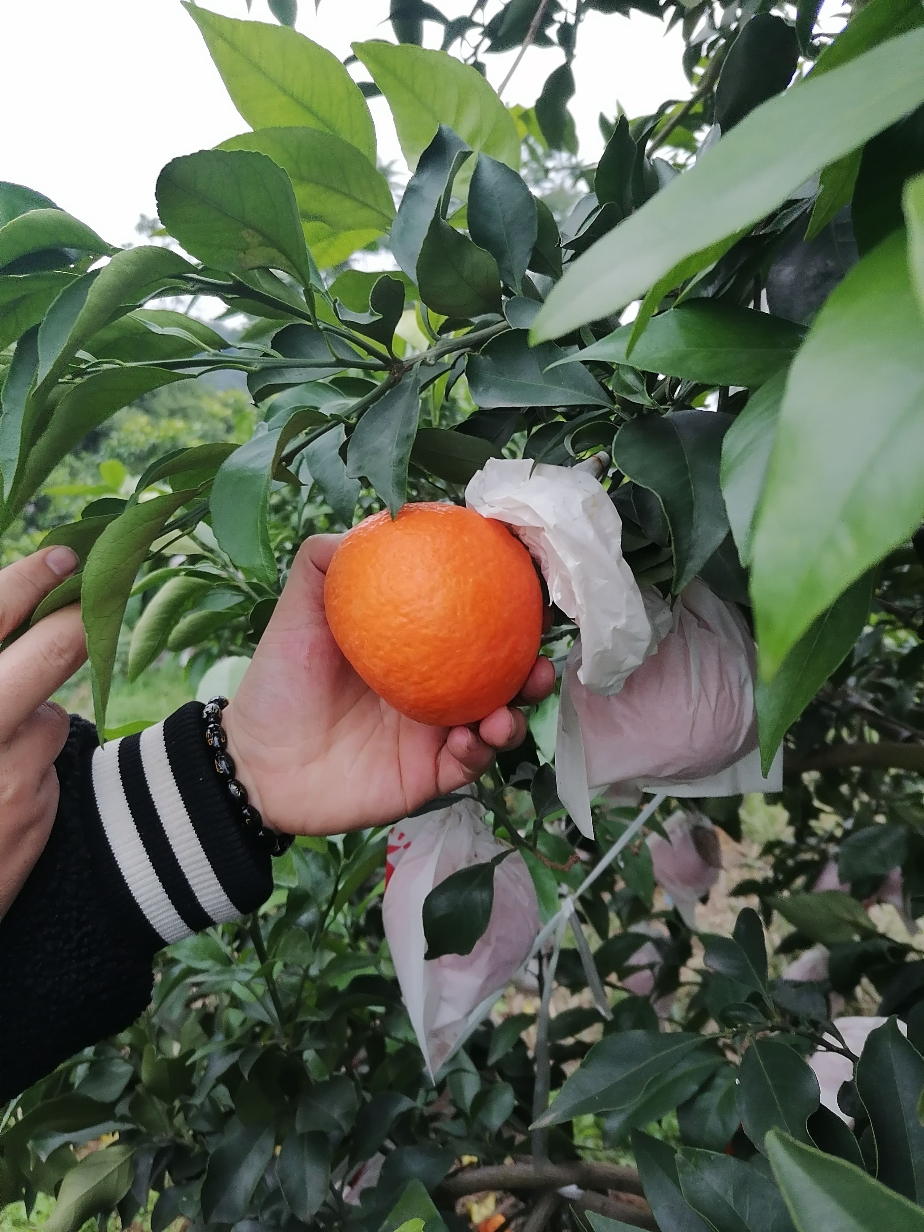 爱媛38号柑桔 爱媛38大量批发代办