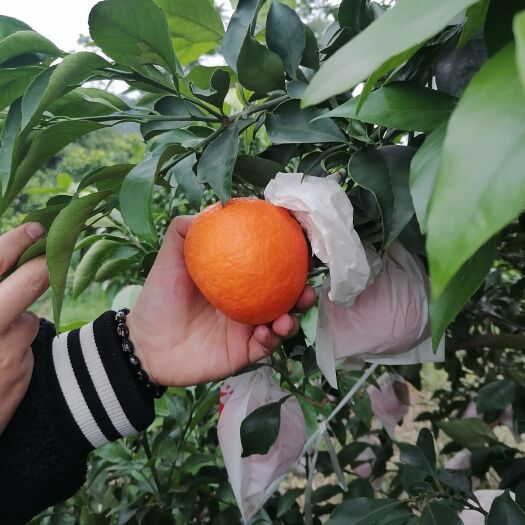 蒲江县爱媛38号柑桔 爱媛38大量批发代办