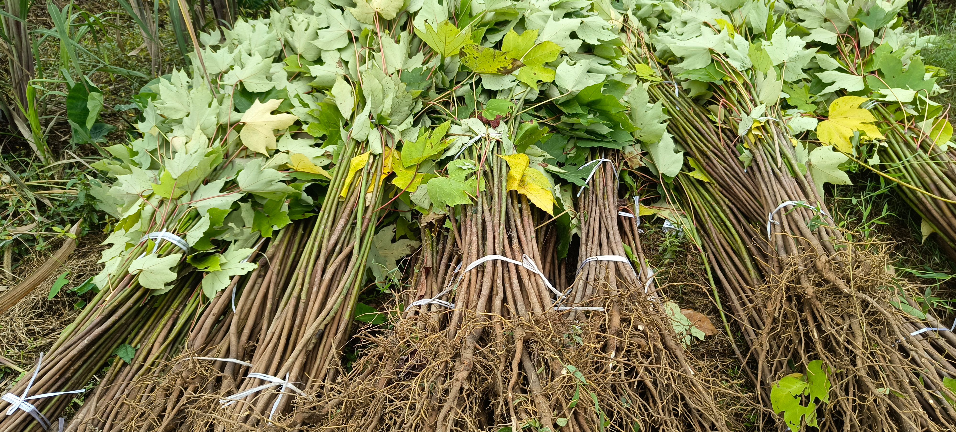 千年桐批发，买油桐树苗，就找重庆俊尧