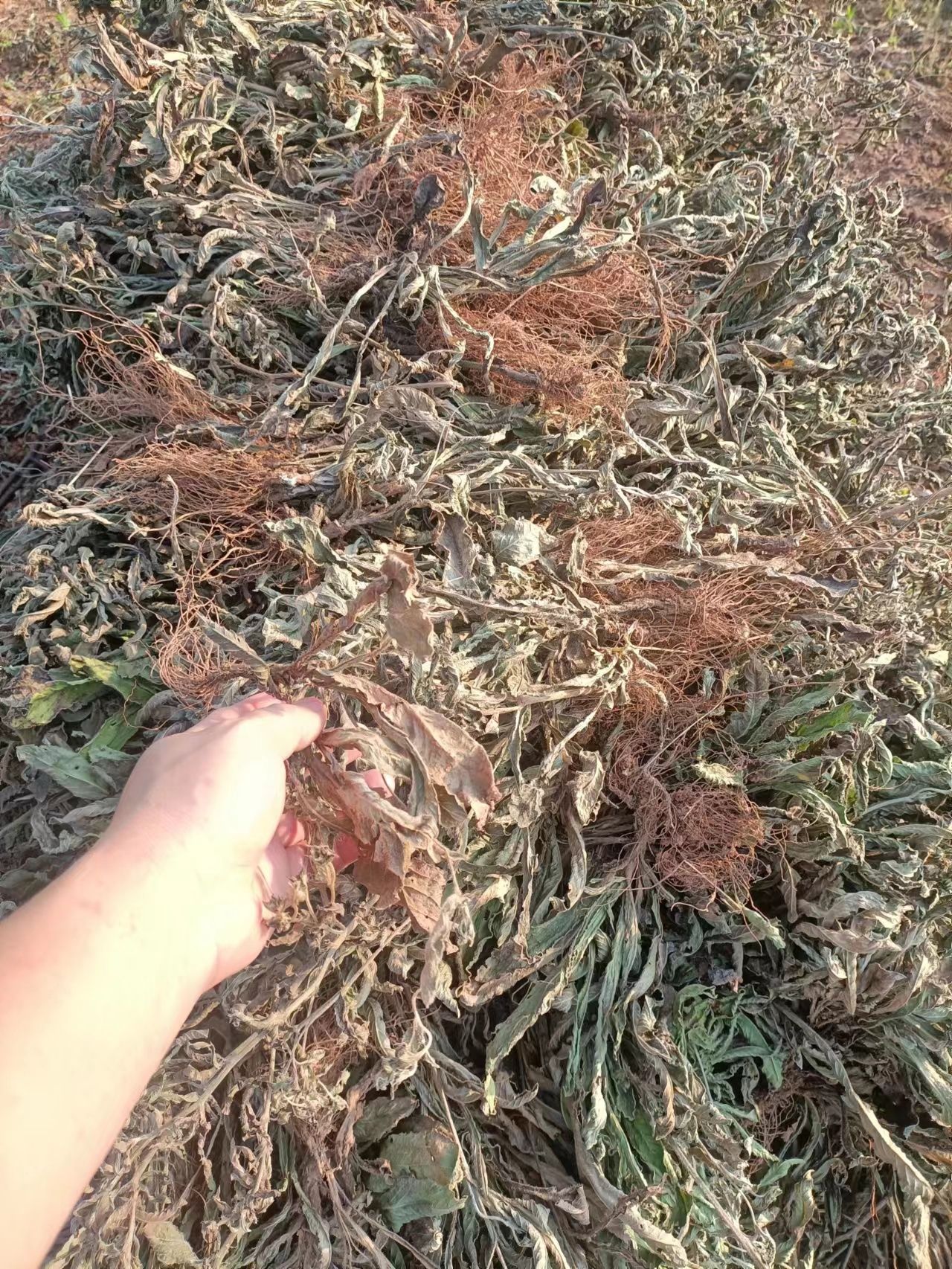 4吨整株地胆头干货便宜出