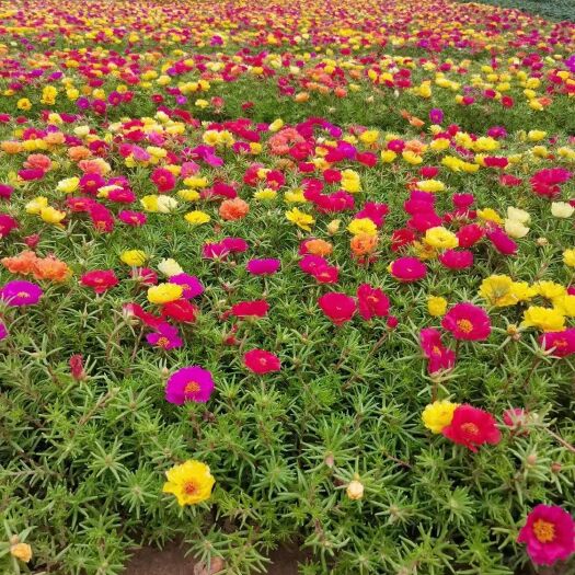 青州市半枝莲，多色，重瓣，小杯苗双色盆苗，大花马齿苋