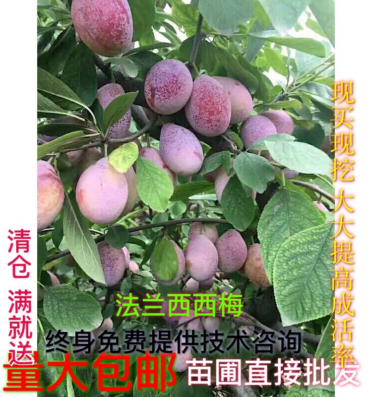 已掛果嫁接成品法蘭西 西梅苗 紅西梅 法蘭西西梅皇后