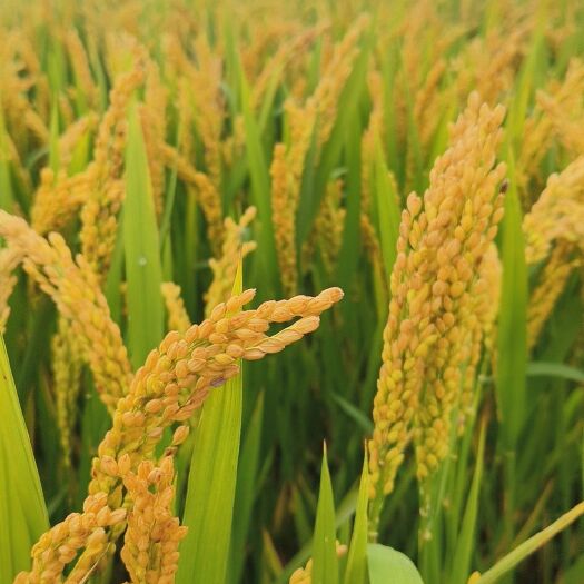 优质稻糯稻谷