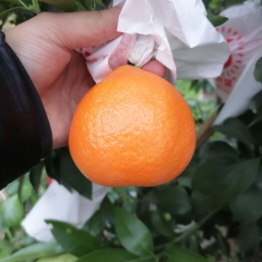 爱媛橙  爱媛果冻澄大量批发代办