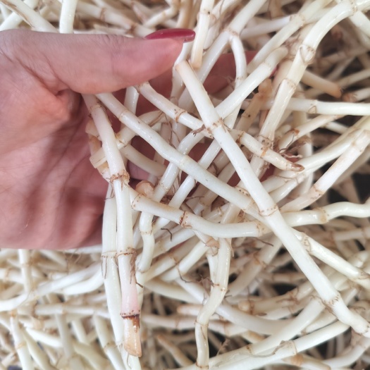 砚山县精品鱼腥草