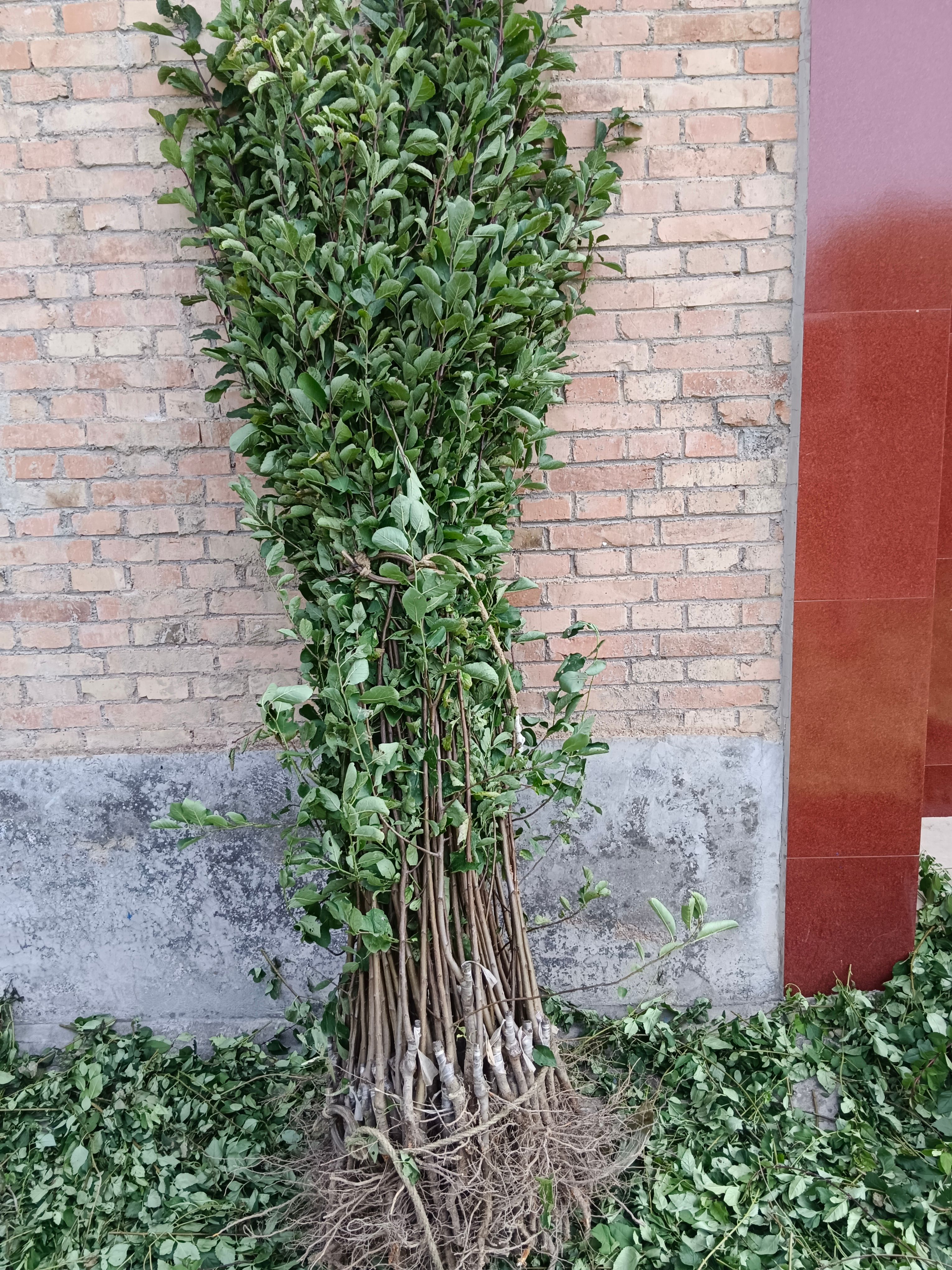 已掛果嫁接成品法蘭西 西梅苗 紅西梅 法蘭西西梅皇后