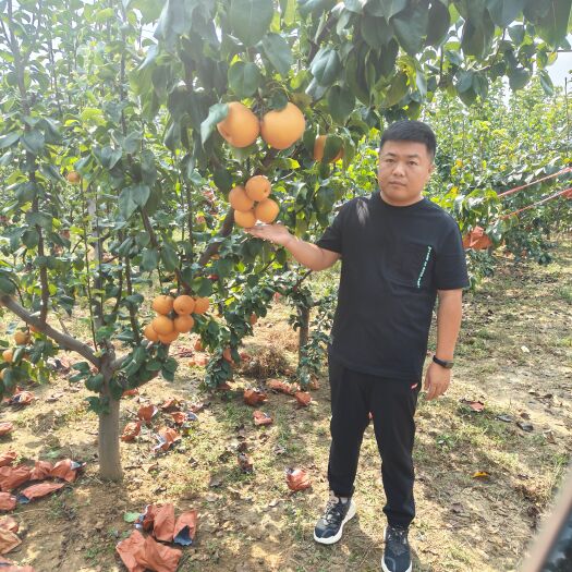 秋月梨樹苗，品種純正