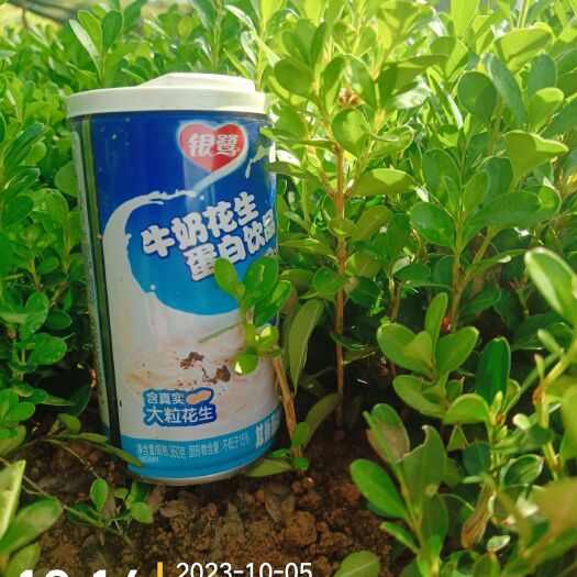 荔浦市瓜子黄杨