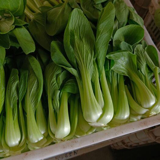 商丘精品大棚露天上海青，小白菜，毛白菜