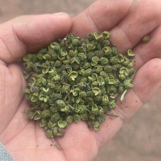 巧家县青花椒