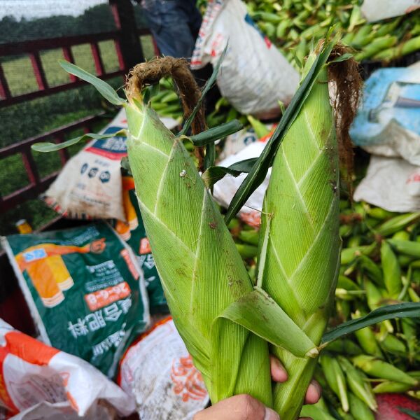 太阳花甜玉米