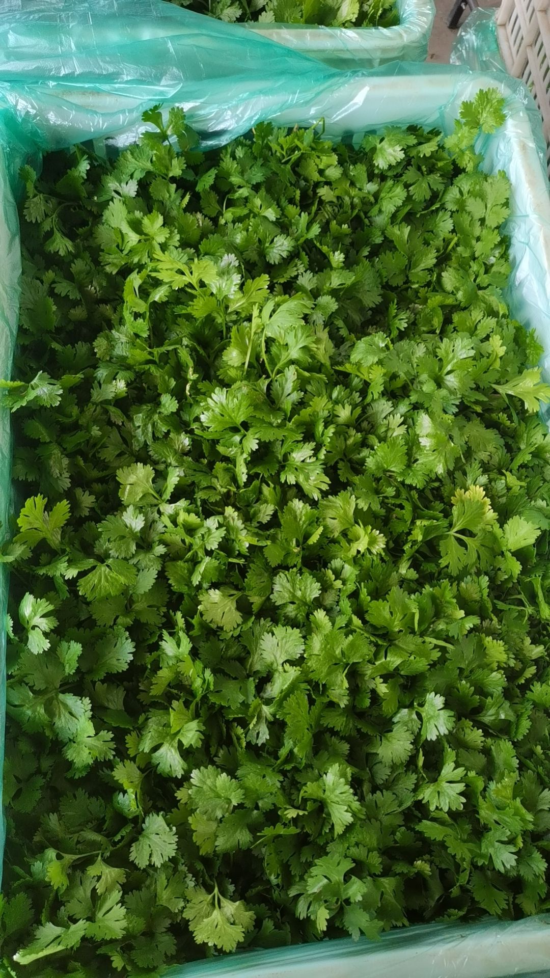东台味浓翠绿大叶香菜产地直发，全国走货，对接各大平台