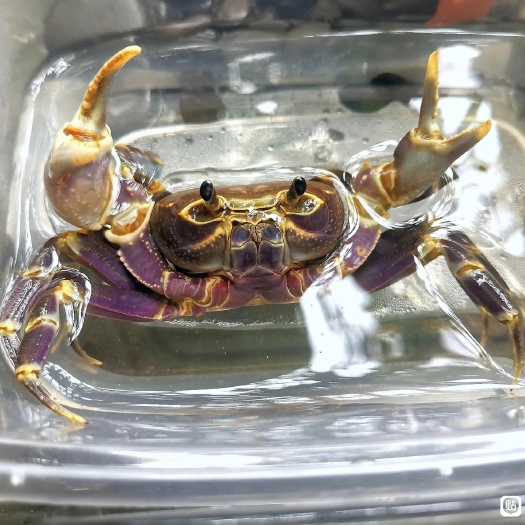 灵山县钦州南海蟹宠物