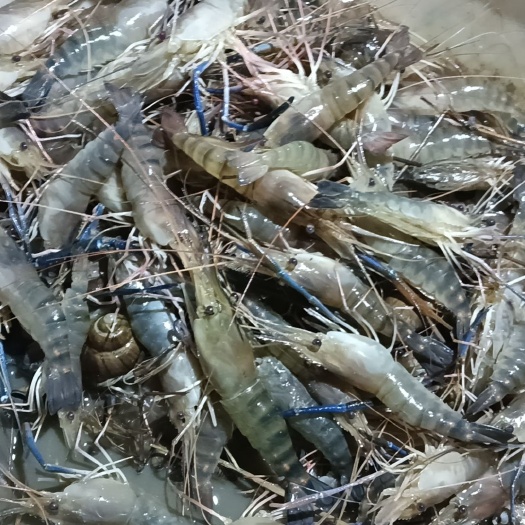 肇庆沼虾