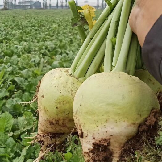 宿州大量出售芥菜头，土杂，无霉病，有现货。