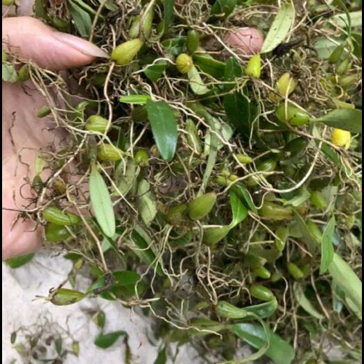 饶平县石橄榄