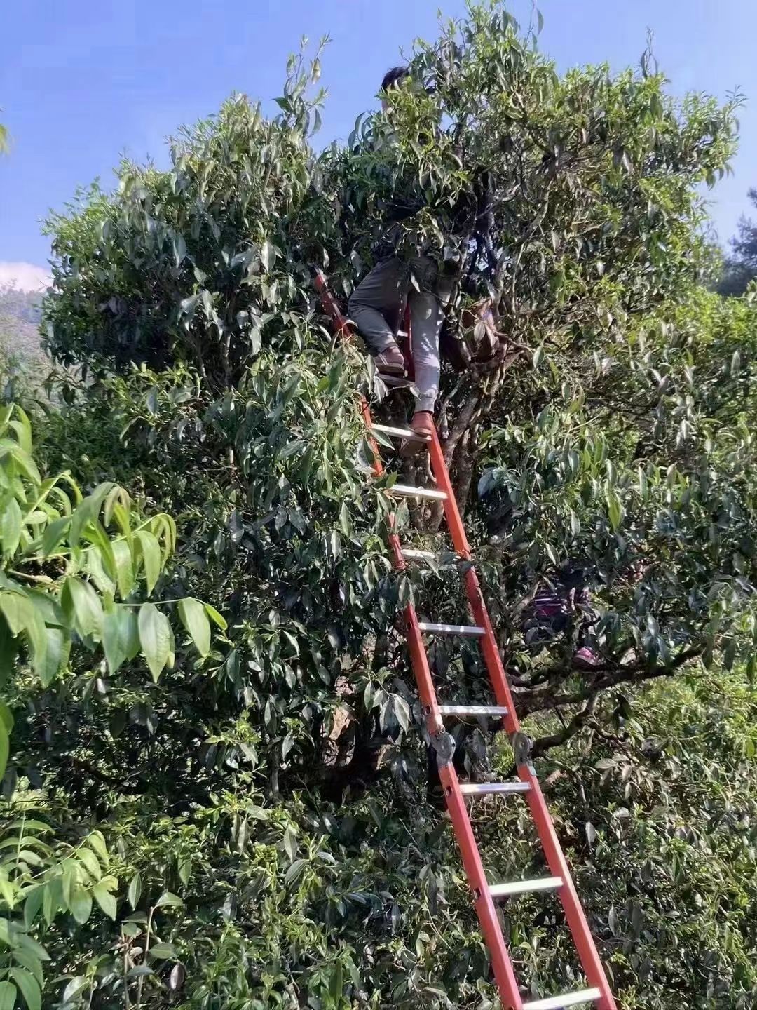 野生古树茶红千年古树晒红云南普洱茶野生茶勐海古树茶红茶