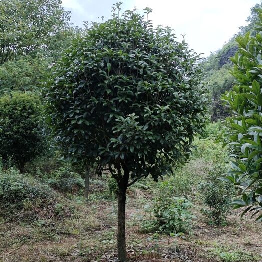 桂林桂花树
