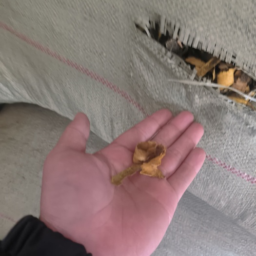 乐山黄柏下脚料价格美丽货多可以联系