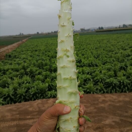 靖远县精品三青莴笋