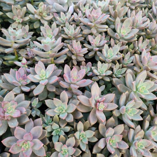 黄山多肉植物
