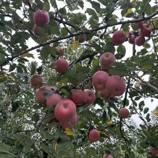 鲁甸县昭通苹果