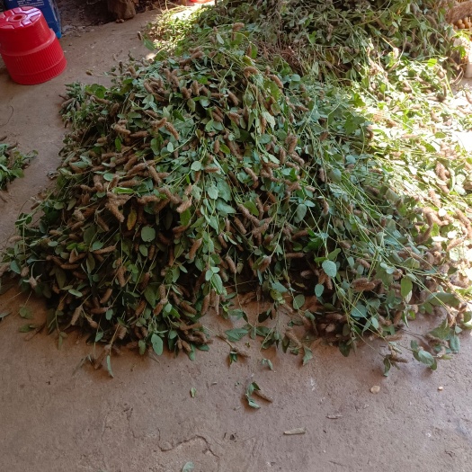 狸尾草干货接近尾声了货已不多要拿货的赶紧马上要涨价