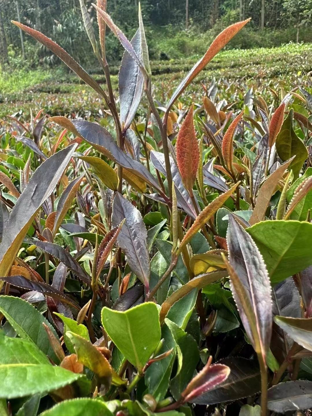 云南普洱紫鵑白茶勐海白茶紫鵑茶老班章白茶禮盒裝白茶紫鵑白