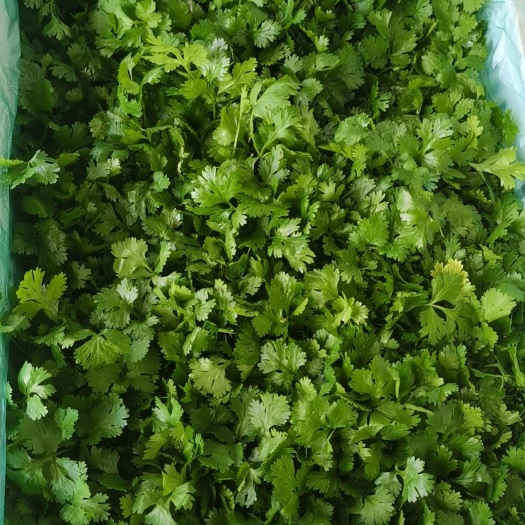 东台大叶香菜大量上市  颜色正  品质好  产地直发