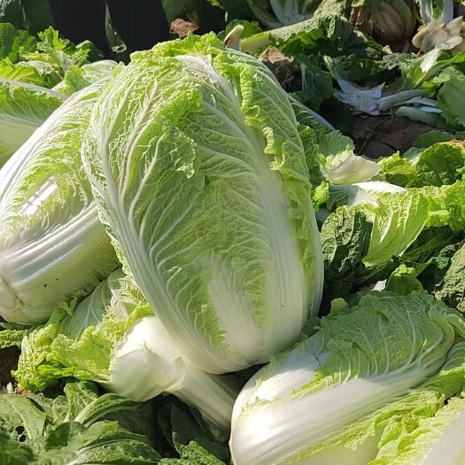 肥城市黄心菜大量接单