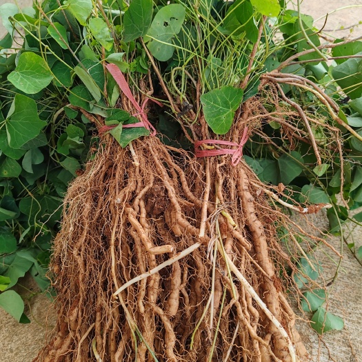 樟树市粉防己两年种苗 粉防己苗 精品粉防己苗茎块粉防己苗