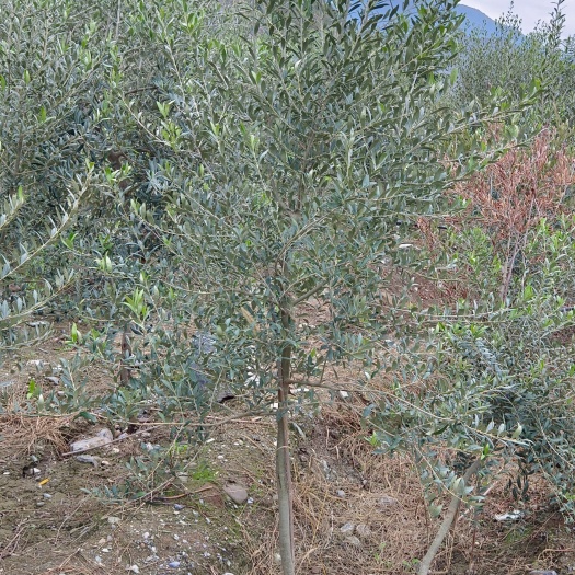 陇南油橄榄树盆栽绿植