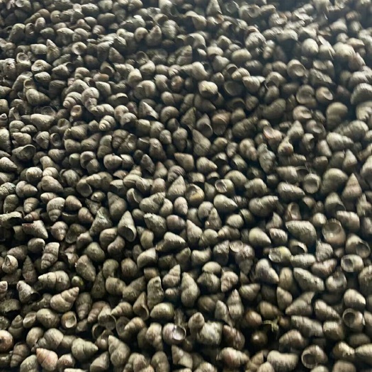 梅州汤螺，石螺，大石螺，新鲜，每天供应万斤。
