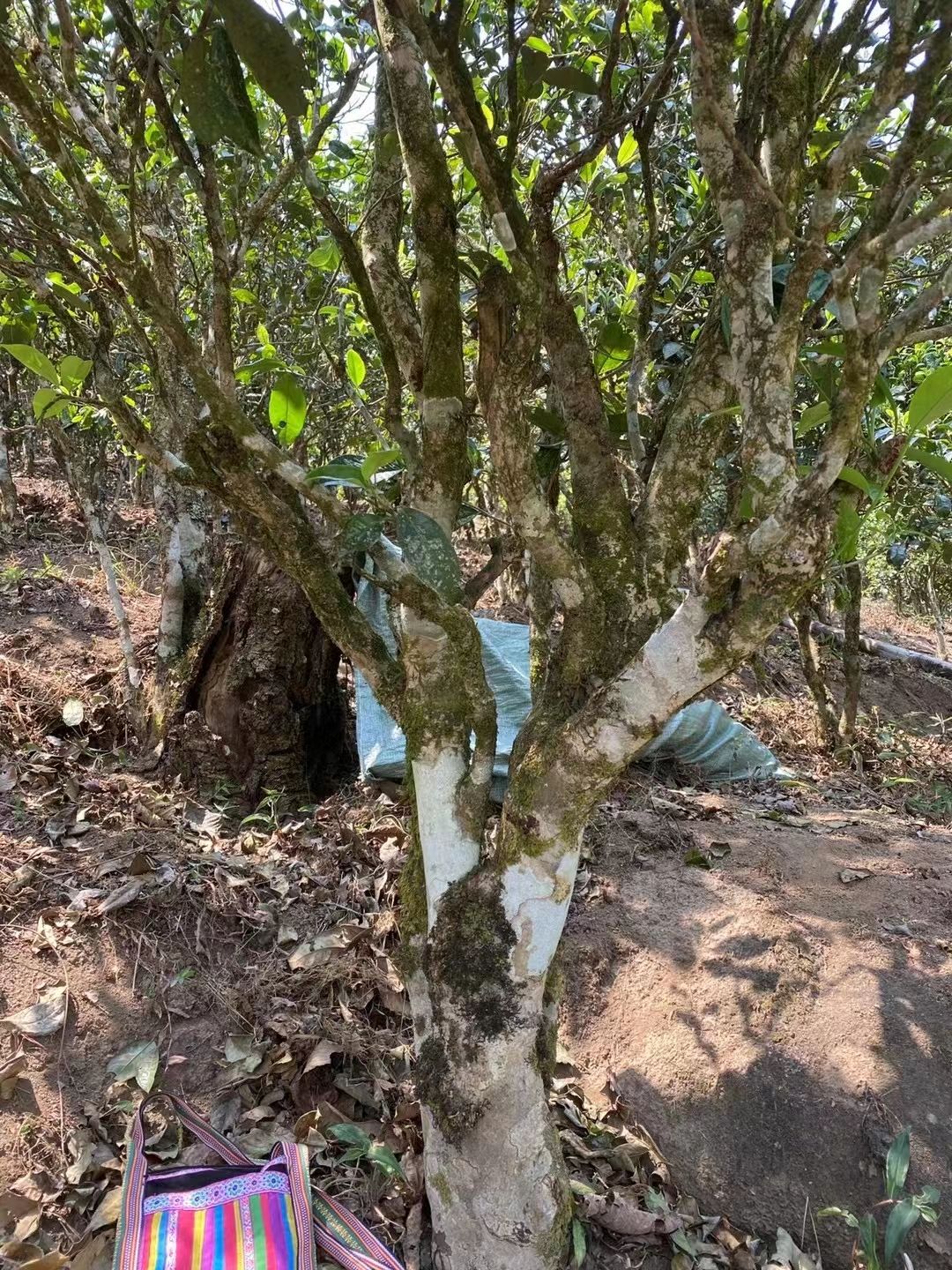 野生古树茶红千年古树晒红云南普洱茶野生茶勐海古树茶红茶