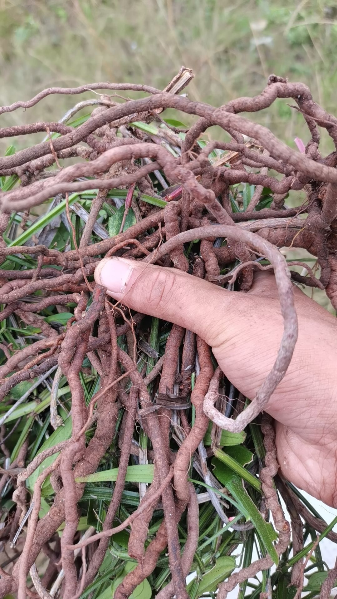 优质山货四菱草书名《茜草》