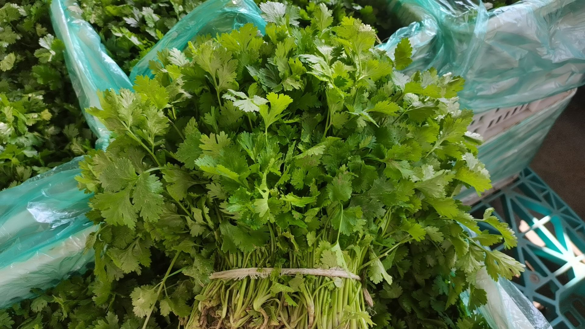 东台味浓翠绿大叶香菜产地直发，全国走货，对接各大平台