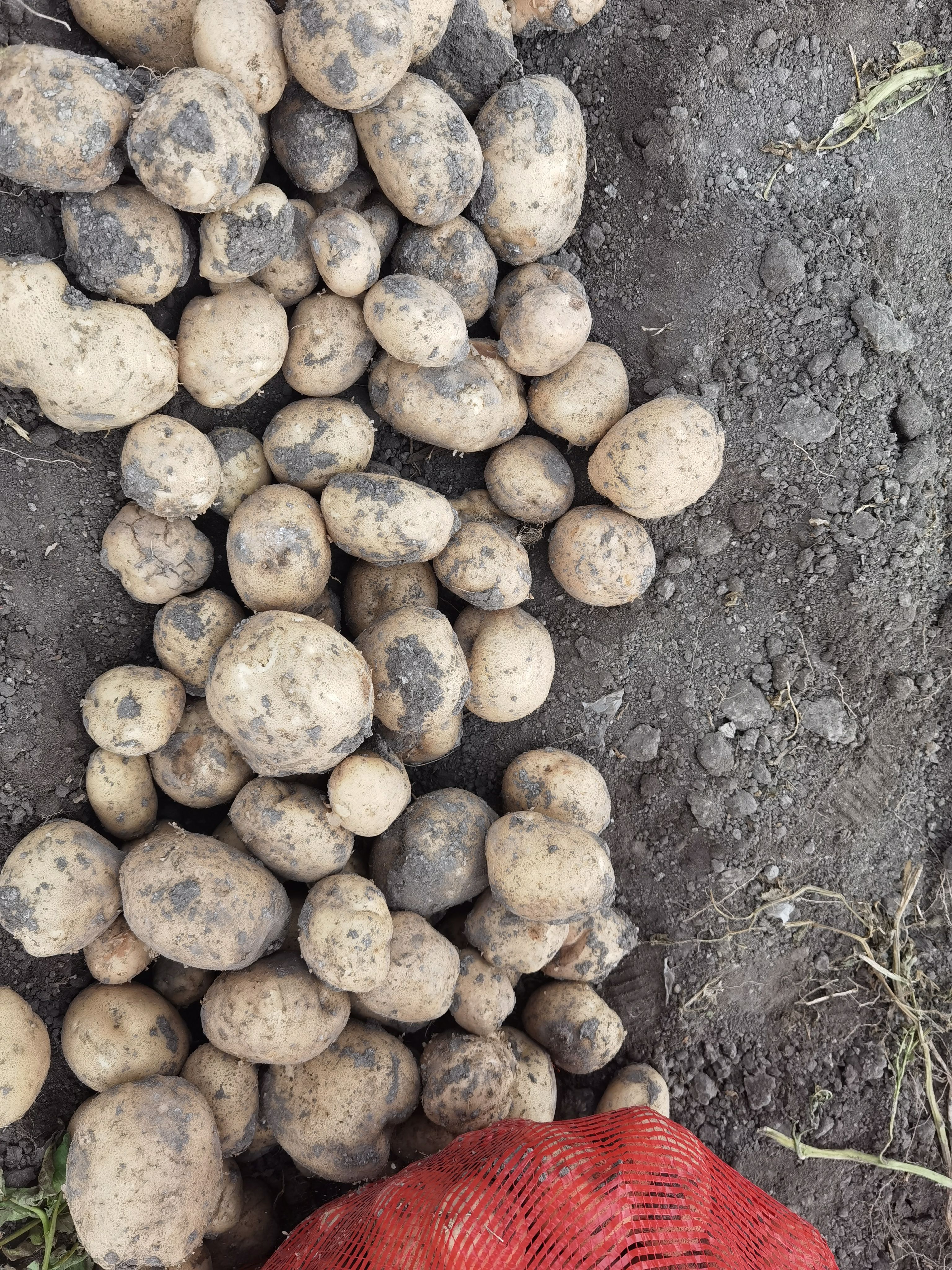 大西洋加工薯，产地直发质优价廉