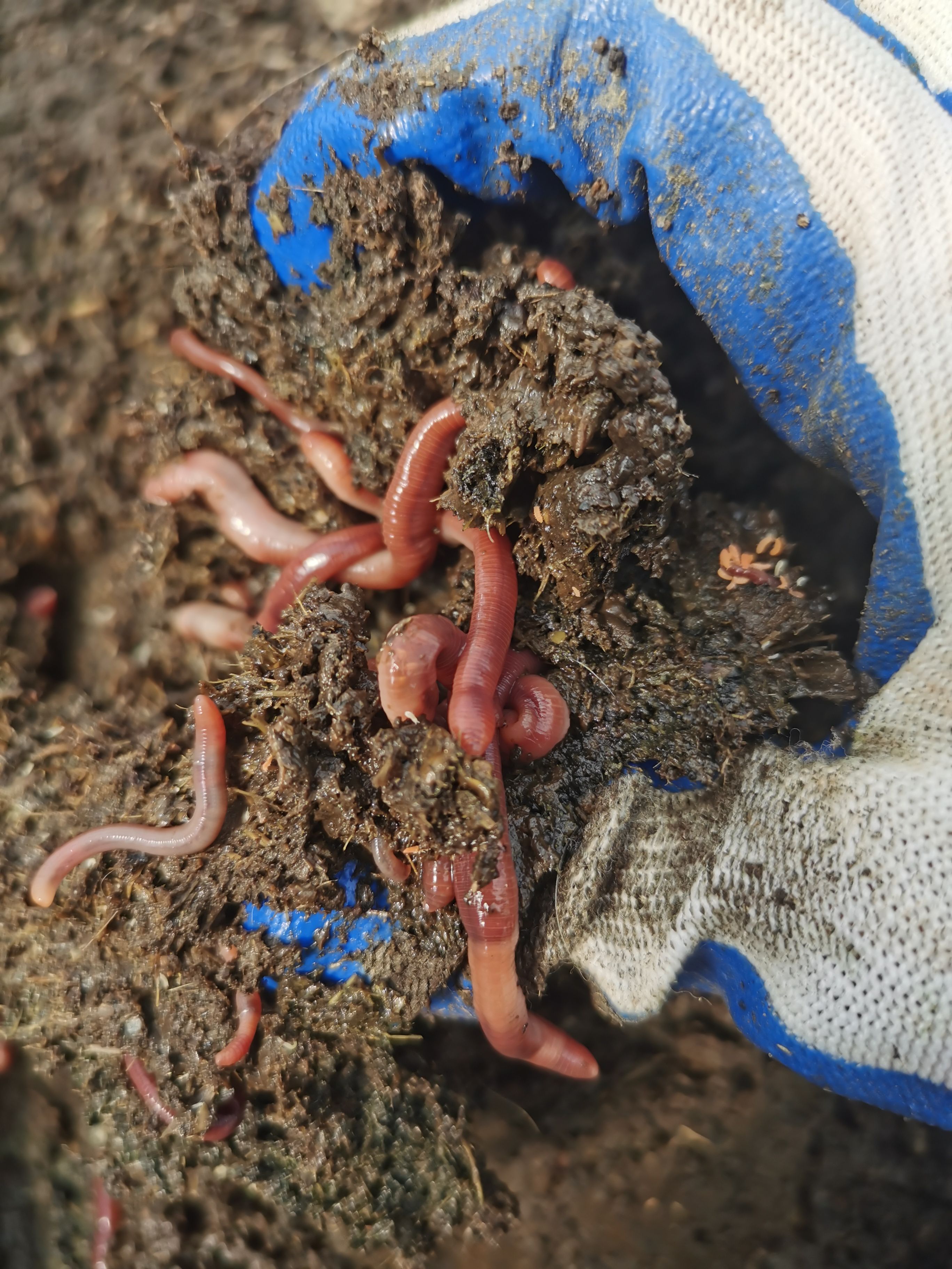 大平二号蚯蚓  供应蚯蚓种苗 鱼虾饲料 活体蚯蚓