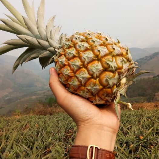 推荐热销云南河口山地香水菠萝市场货，电商香水小菠萝大量出货