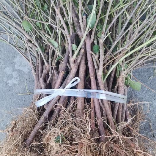 苍溪县水杨桃砧木嫁接苗  四川广元产地直售:(水杨桃苗)