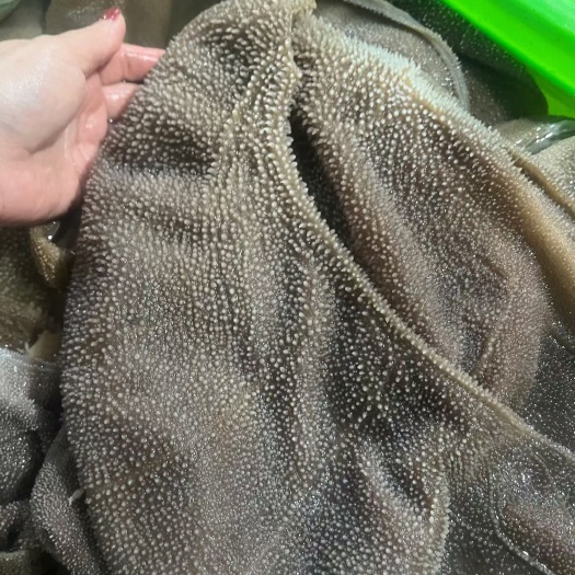 成都毛肚大叶片 精品黄牛大叶片，叶大厚实，厂家直销量大有优惠